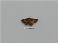 藏品(夜蛾336)的圖片